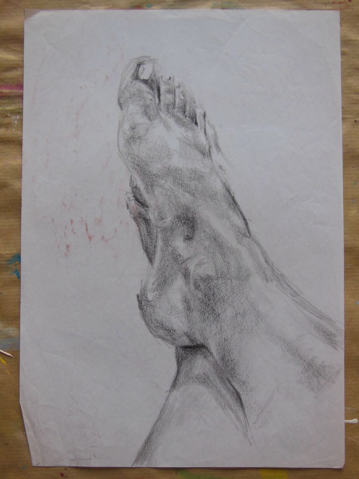 Studio Anatomico
