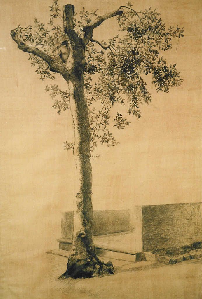 Studio Di Albero